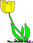 [Little Tulip Picture]