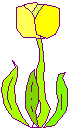 [Tulip Picture]